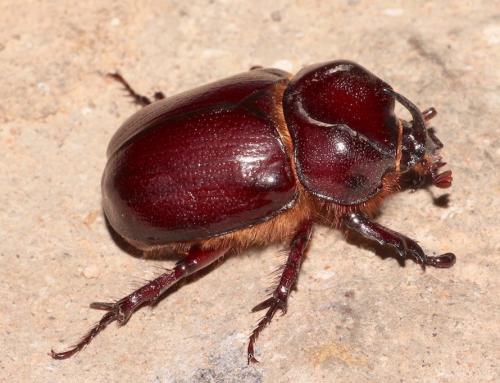Phyllognathus excavatus